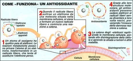 Funzionamento antiossidanti depurazione