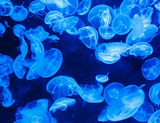 medusa-rimedi