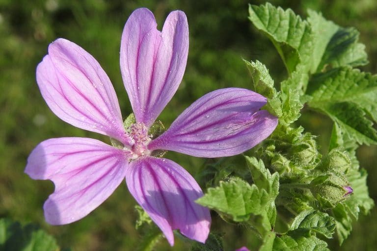 Lassativi Naturali Rimedi Naturali Efficaci Contro Stitichezza E Stipsi
