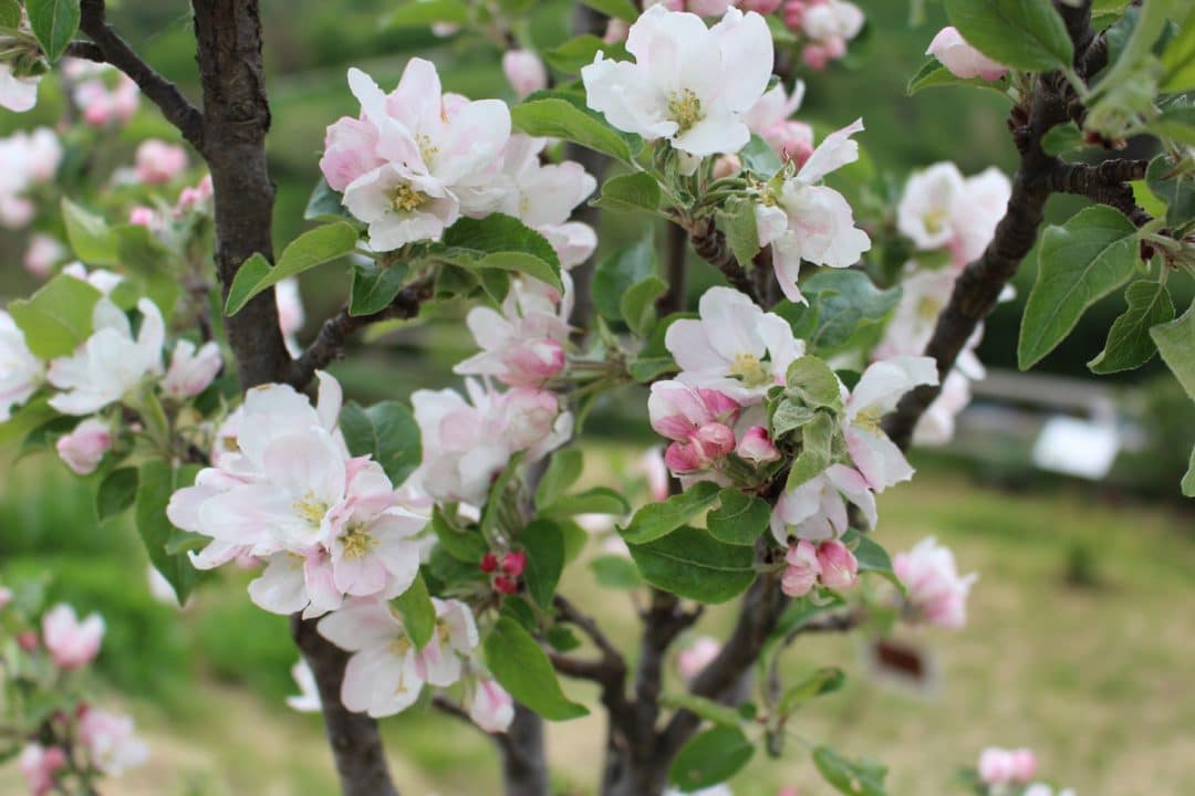 visite guidate al giardino officinale di Sprea