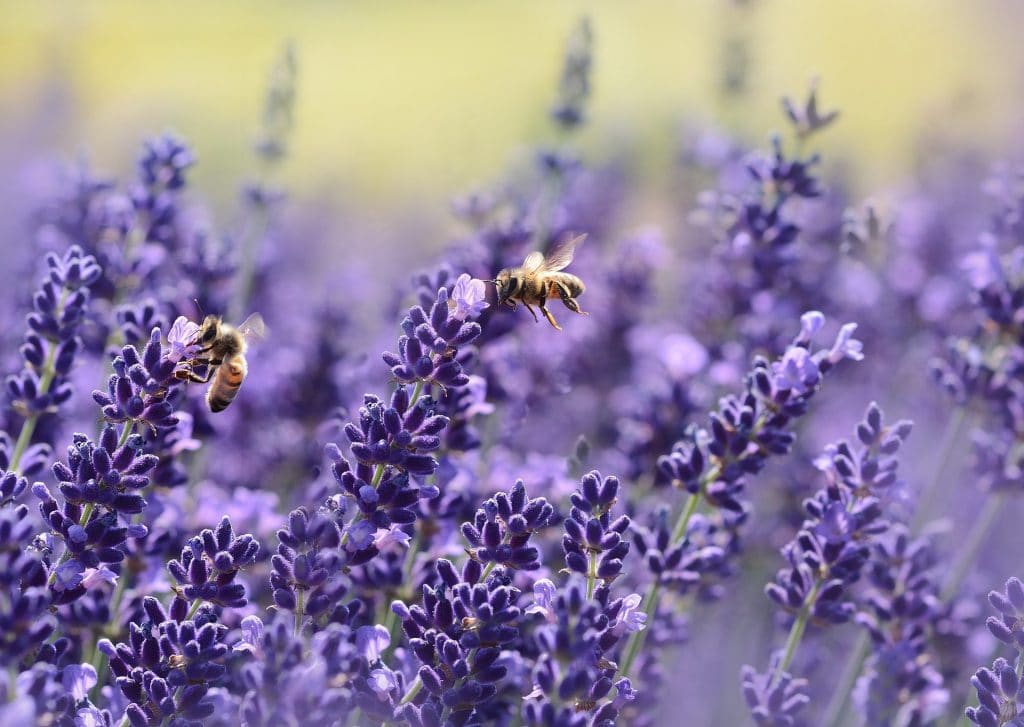 BeliceWeb.it - Olio essenziale di Lavanda: proprietà, usi, dove si compra, prezzo]