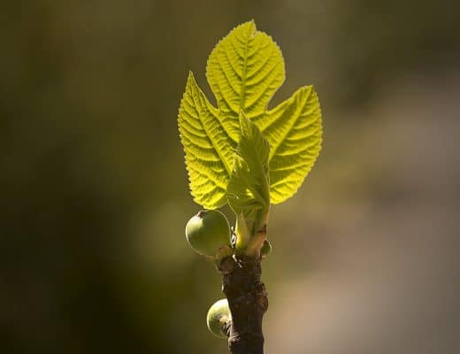 Ficus Carica Gemmoderivato o Macerato Glicerico Fico
