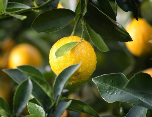 Olio essenziale Limone