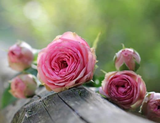 Tipi rose erboristeria rimedi naturali