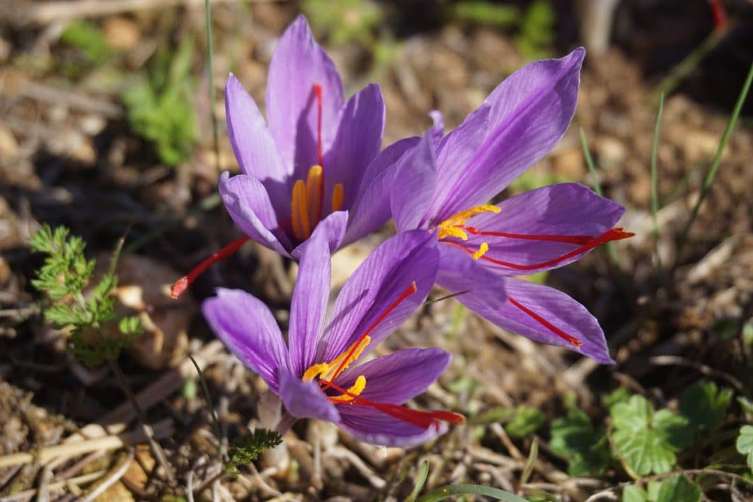 prezzo Zafferano Crocus sativus L.