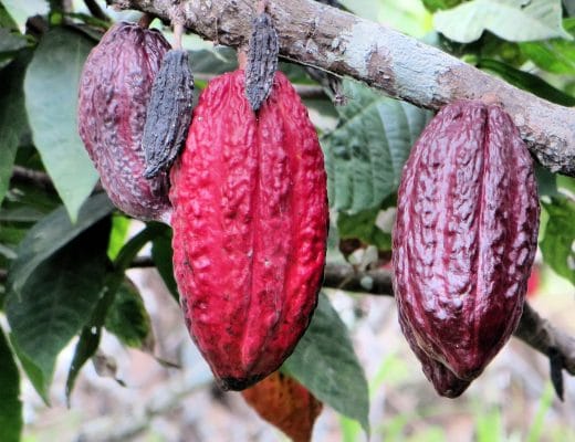 Proprietà e benefici cacao