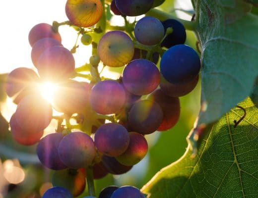 Uva Vite (Vitis vinifera) proprietà e benefici