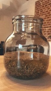 inserire foglie verbena ordorosa in vaso con alcool