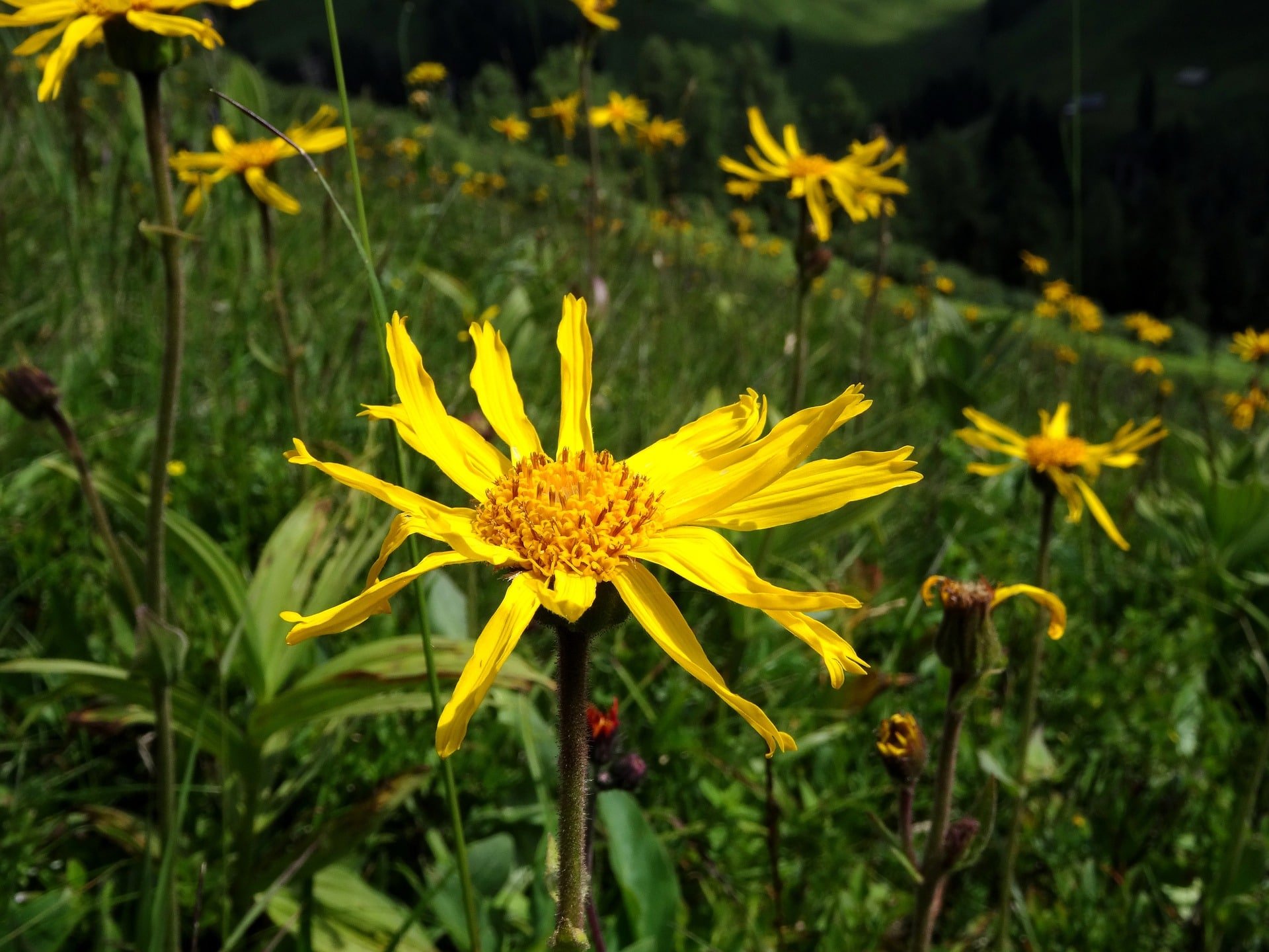 Piante Erbe Officinali Di Montagna Elenco e Proprietà Piante Erbe Officinali Di Montagna Elenco e Proprietà