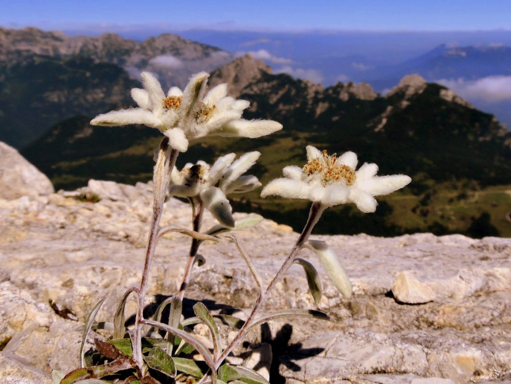 pianta Stella alpina Leontopodium alpinum
