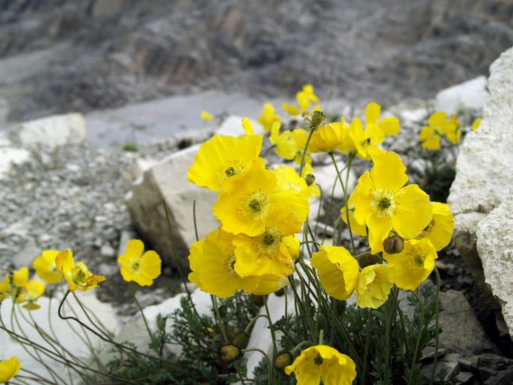 fiori papaveri gialli alpini di montagna