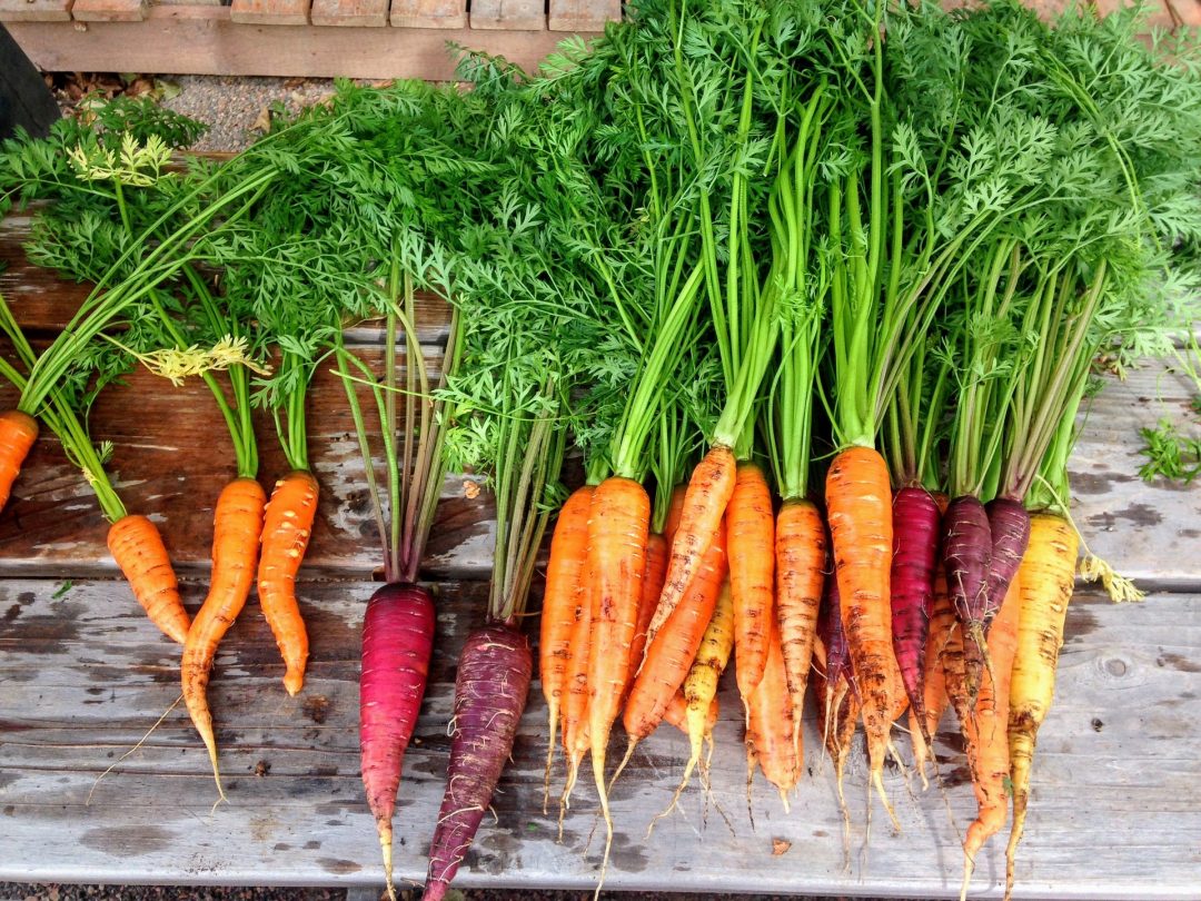 Varietà di carote esistenti