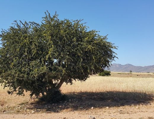 pianta Argan Marocco