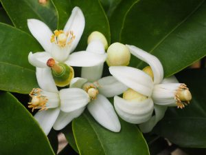  fiori arancio olio essenziale neroli
