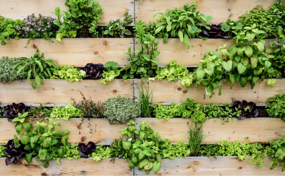 orto verticale fai da te