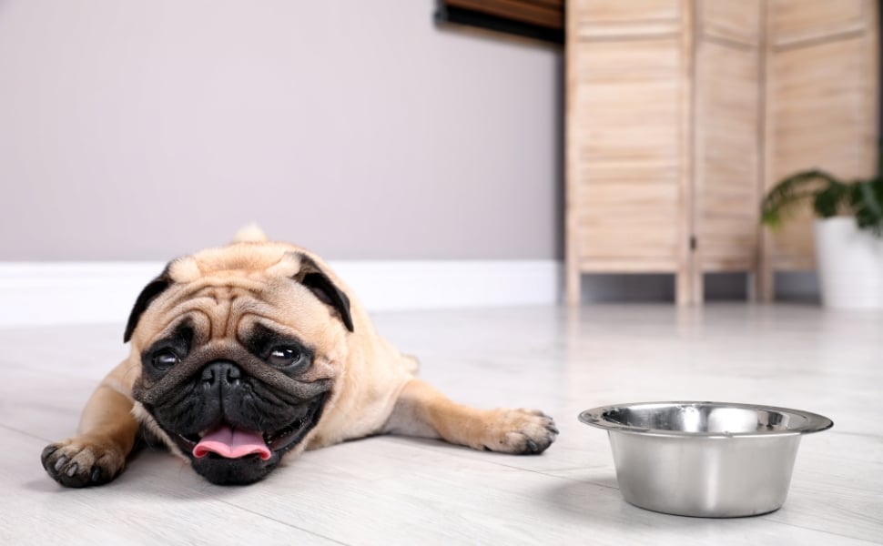 come aiutare cani e gatti che soffrono di caldo