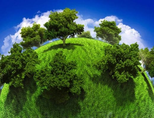 Perché le piante sono importanti