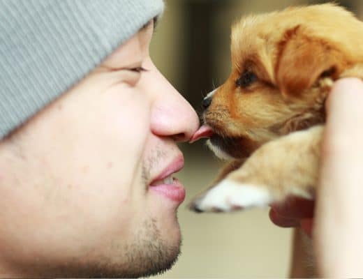 prodotti, giochi e cibo per cani e gatti sostenibili