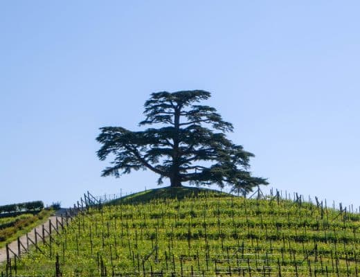 Gemmoderivato di Cedro del Libano