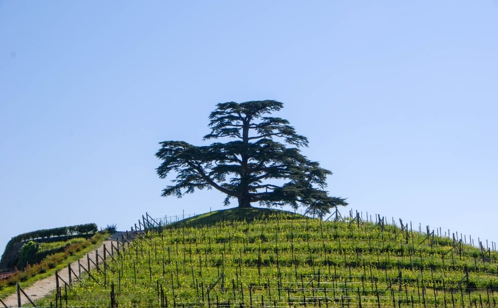 Gemmoderivato di Cedro del Libano