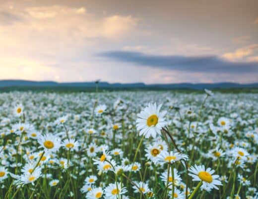 guida sulla camomilla