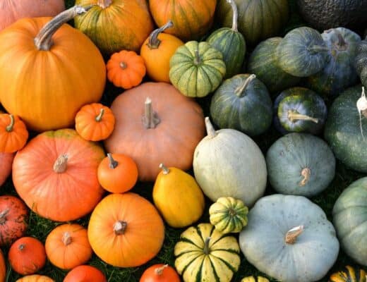 tipologie di zucche