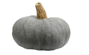 zucca berrettina piacentina