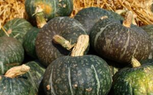 zucca delica