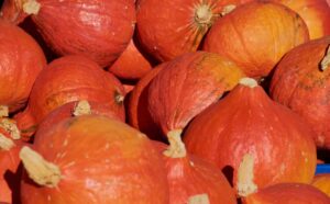 zucca hokkaido o zucca potimarron