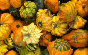 zucca ornamentale non commestibile