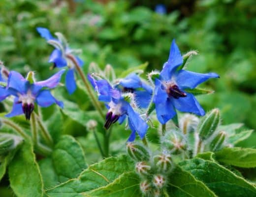 pianta borragine non velenosa o tossica