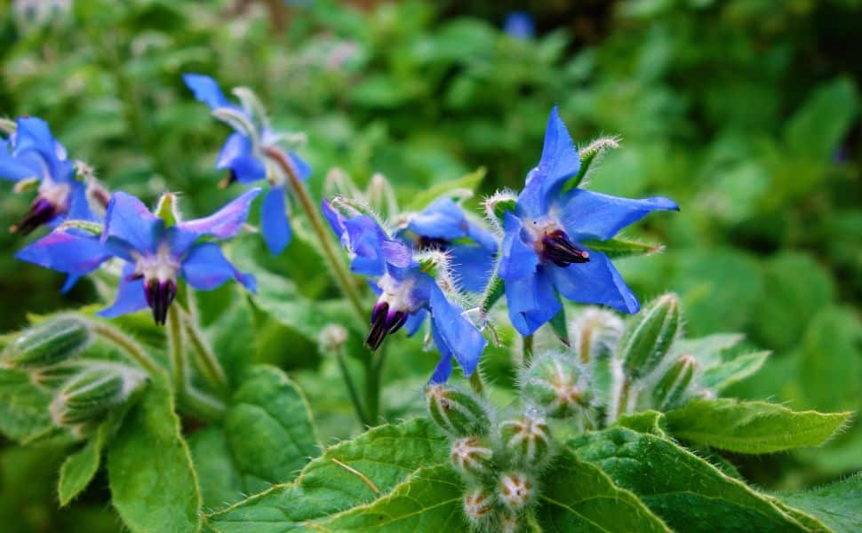 pianta borragine non velenosa o tossica